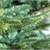 ნაძვის ხე Fraser Fir კლასიკური 210 სმ (გერმანია), 4 image