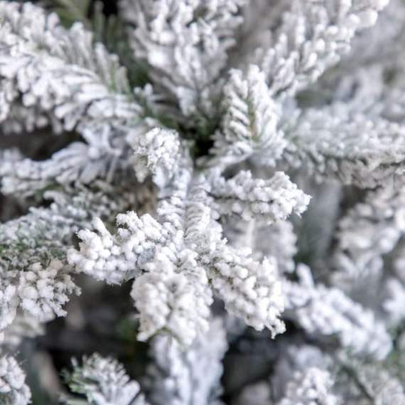 ნაძვის ხე Norway დათოვლილი 210 სმ (გერმანია), 5 image