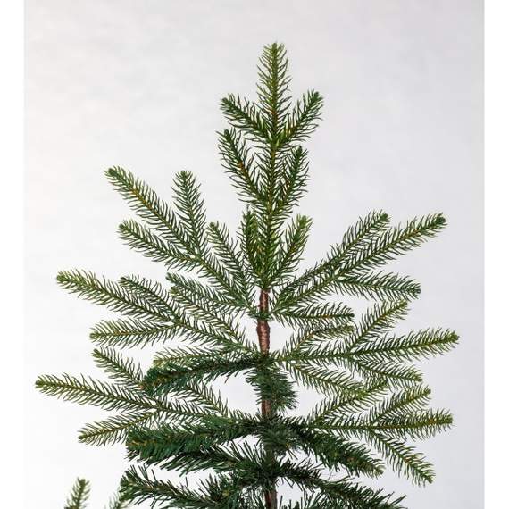 ნაძვის ხე Fraser Fir კლასიკური 240 სმ (გერმანია), 3 image