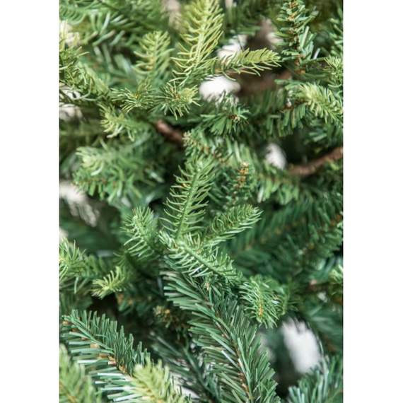 ნაძვის ხე Fraser Fir კლასიკური 240 სმ (გერმანია), 6 image