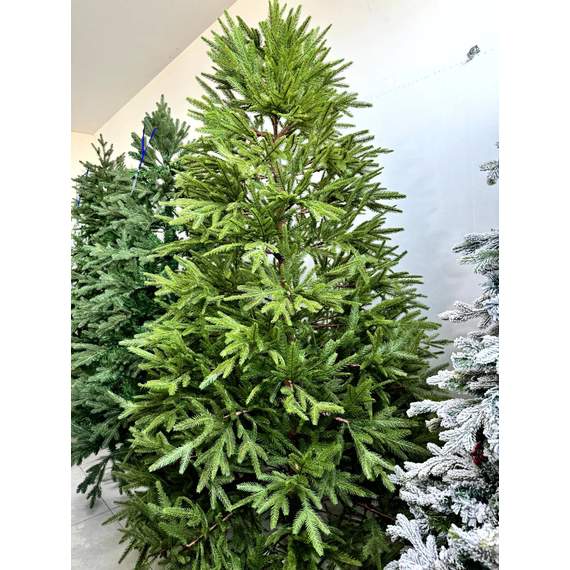 ნაძვის ხე Dz2303  240 სმ