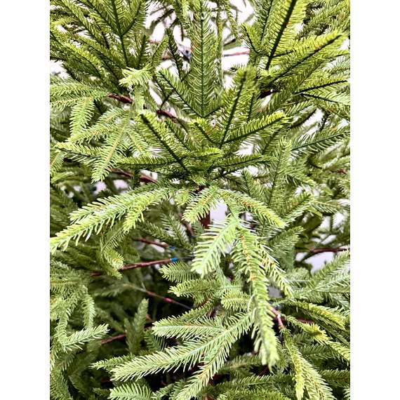 ნაძვის ხე Dz2303  240 სმ, 2 image