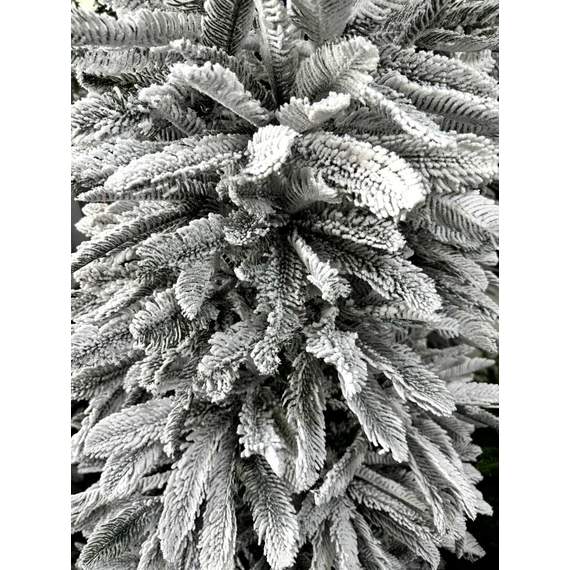 ნაძვის ხე Dz2325 დათოვლილი 180 სმ, 4 image